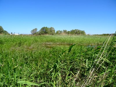 Des roseaux ou cannes de provence, Arundo donax, Poacées, … 