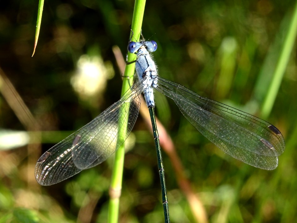 Libellule à identifier .... ? 