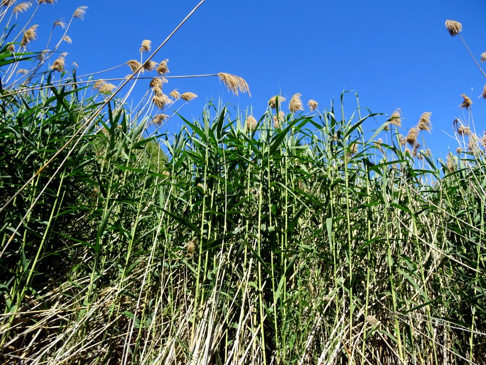 Des roseaux ou cannes de provence, Arundo donax, Poacées, … 