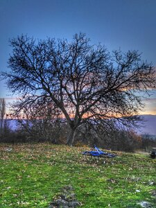 Tree green field blue photo