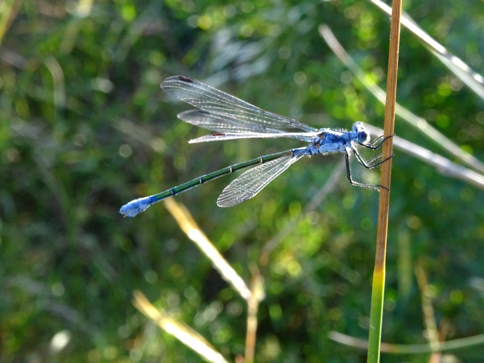 Libellule à identifier .... ? 