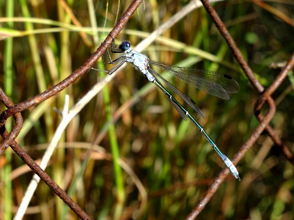 Libellule à identifier .... ? 