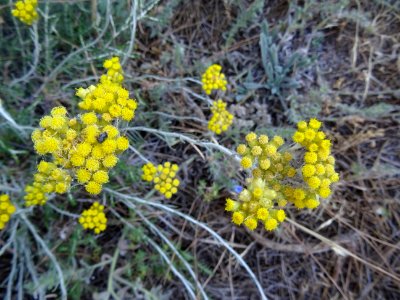 Immortelle commune, Helichrysum stoechas, Astéracées 