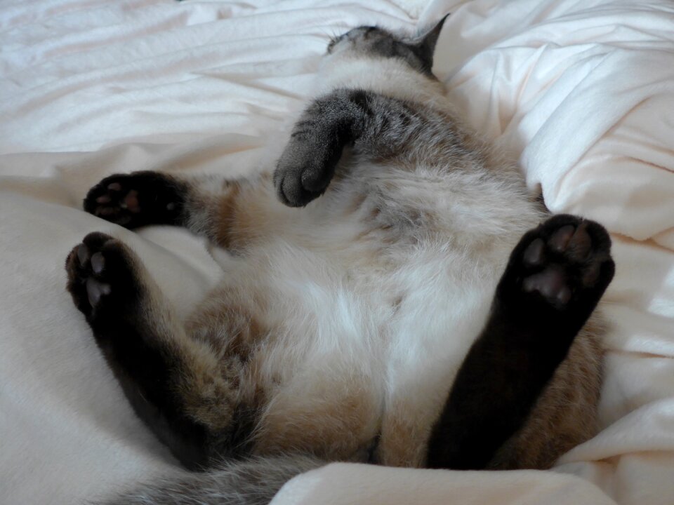 Sleeping lazy burma
