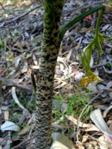 Serpentaire commune, Dracunculus vulgaris, Aracées 