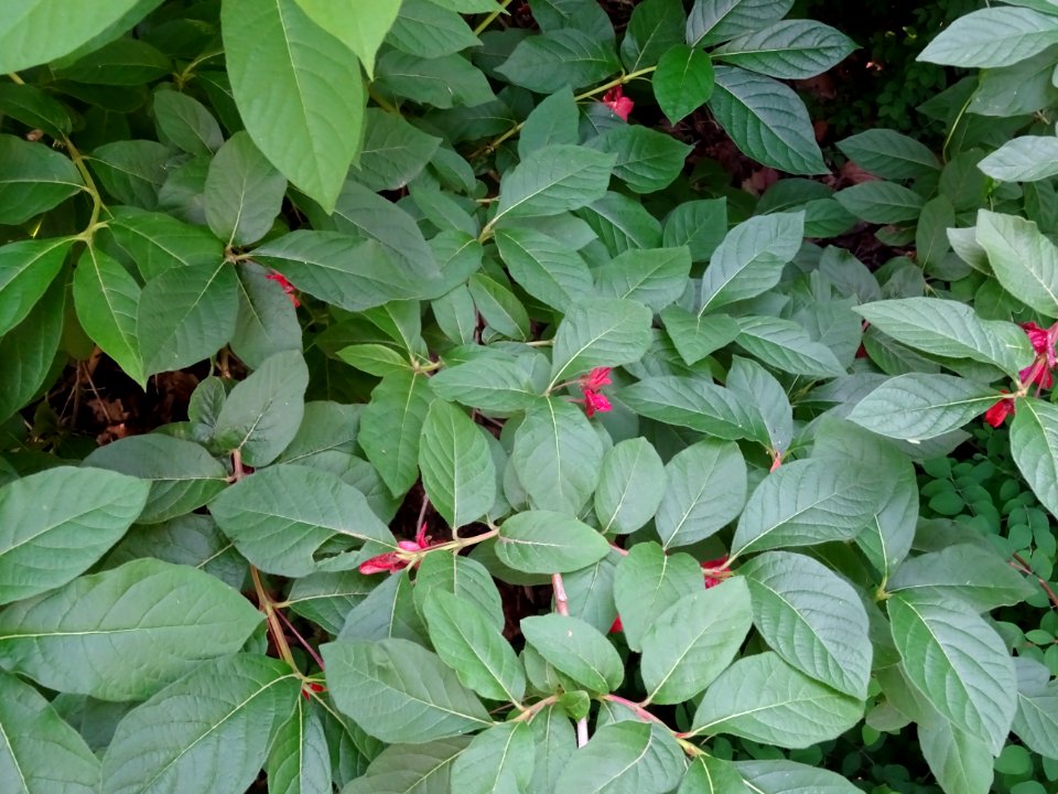 Feuilles de l'Arbre du clergé, Clerodendrum trichotomum, V… 