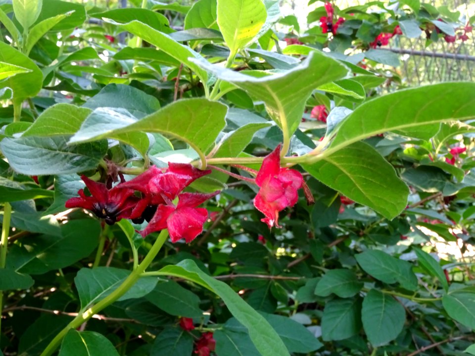 Feuilles, fleurs rouges et baies bleutées de l'Arbre du cl… 