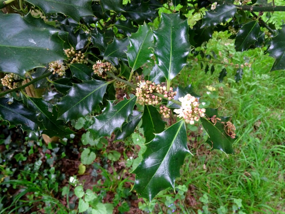 Fleurs et feuilles de Houx, Ilex aquifolium, Aquifoliacées… 