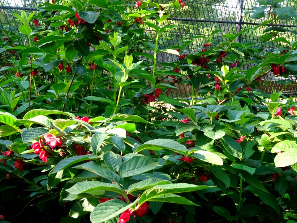 Feuilles, fleurs rouges et baies bleutées de l'Arbre du cl… 