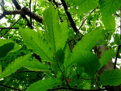 Feuilles de Châtaignier commun, Castanea sativa, Fagacées 