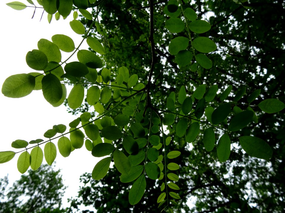 Feuilles vues par en dessous du Robinier faux-acacia, Robi… 