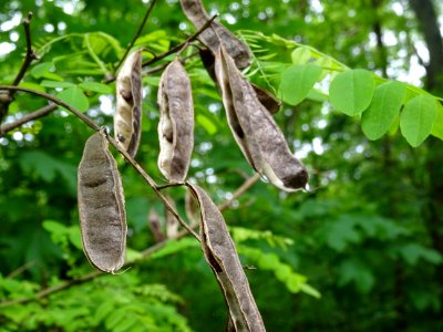 Gousses du Robinier faux-acacia, Robinia pseudoacacia, Fab… 