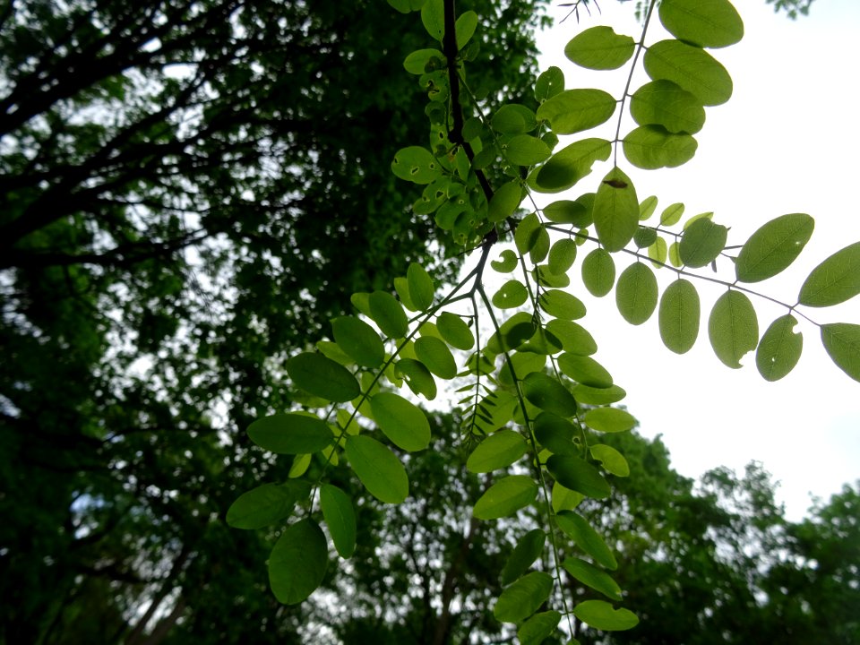 Feuilles vues par en dessous du Robinier faux-acacia, Robi… 