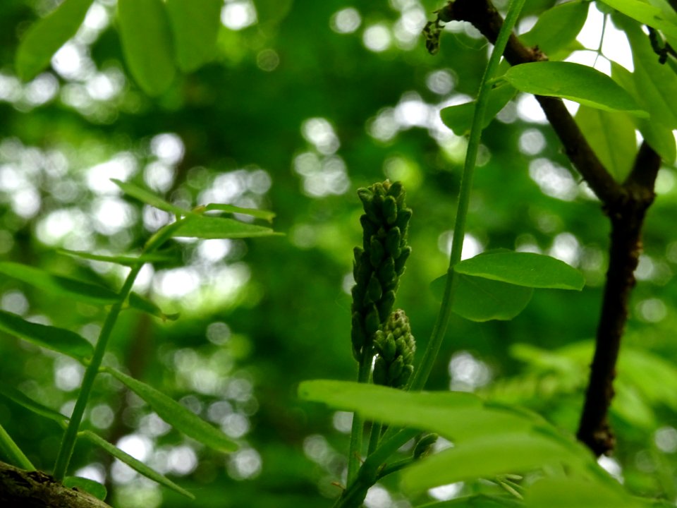 Inflorescence immature du Robinier faux-acacia, Robinia ps… 