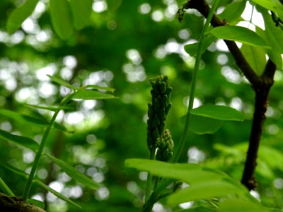 Inflorescence immature du Robinier faux-acacia, Robinia ps… 