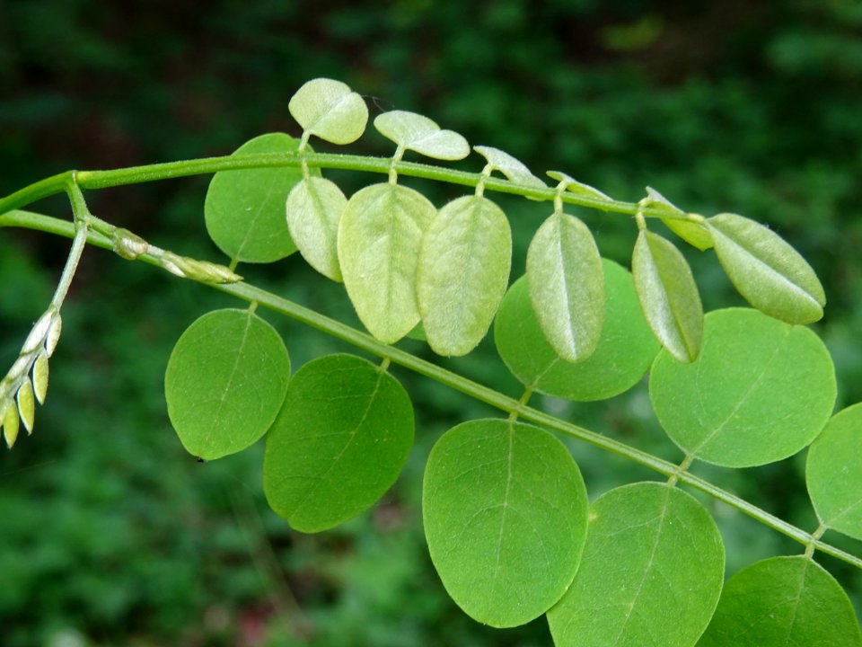Feuilles du Robinier faux-acacia, Robinia pseudoacacia, Fa… 