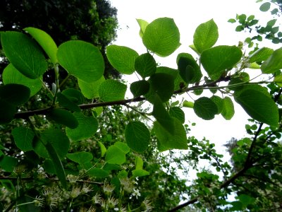 Feuilles à limbe arrondi, terminées en pointe du Cerisier … 