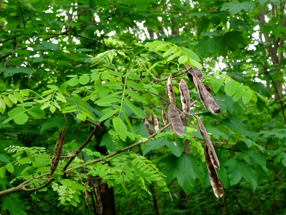 Feuilles et gousses du Robinier faux-acacia, Robinia pseud… 