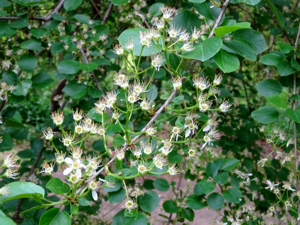 Fleurs dressées du Cerisier de Ste Lucie, Prunus Mahaleb, … 