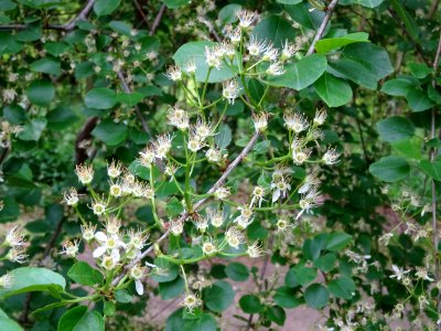 Fleurs dressées du Cerisier de Ste Lucie, Prunus Mahaleb, … 