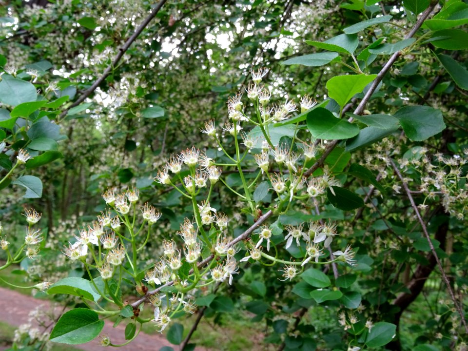 Fleurs dressées du Cerisier de Ste Lucie, Prunus Mahaleb, … 