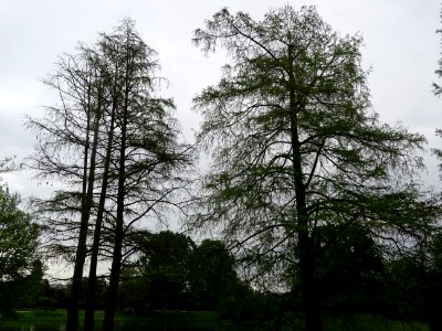Cyprès chauve des marécages, Taxodium distichum, Taxodiacé… 