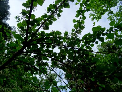 Feuilles à limbe arrondi, terminées en pointe du Cerisier … 