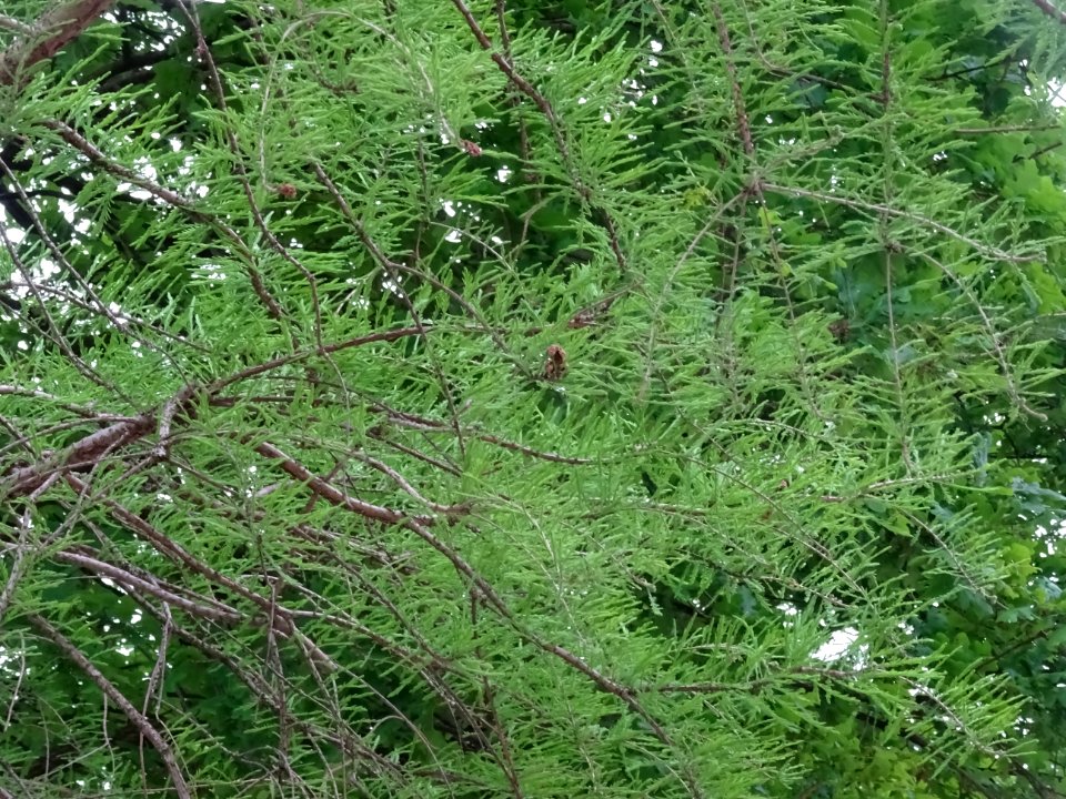 Rameaux feuillus de Cyprès chauve des marécages, Taxodium … 