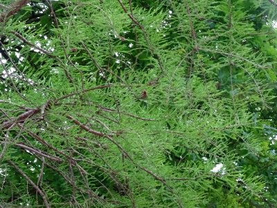 Rameaux feuillus de Cyprès chauve des marécages, Taxodium … 