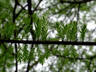 Rameaux feuillus de Cyprès chauve des marécages, Taxodium … 