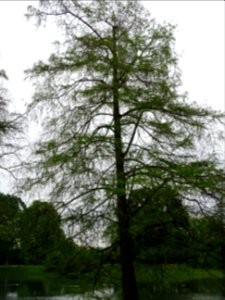 Cyprès chauve des marécages, Taxodium distichum, Taxodiacé… 