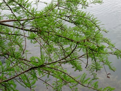 Rameaux feuillus et inflorescences de Cyprès chauve des ma… 