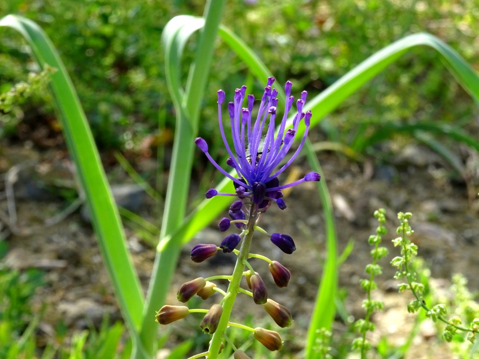 Muscari à toupet, Muscari comosum, Liliacées 