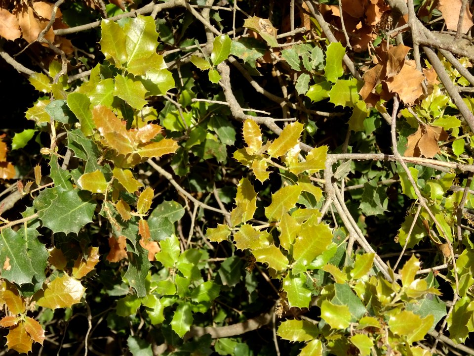 Feuilles de Chêne Kermès, Quercus coccifera, Fagacées 