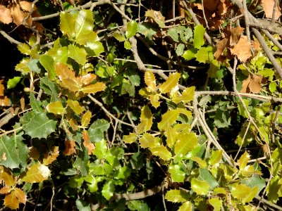 Feuilles de Chêne Kermès, Quercus coccifera, Fagacées 