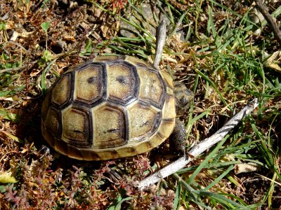 Une toute jeune tortue (7 cm de long) 