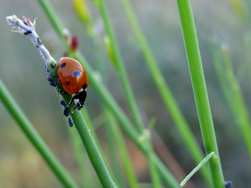 Coccinelle et pucerons 