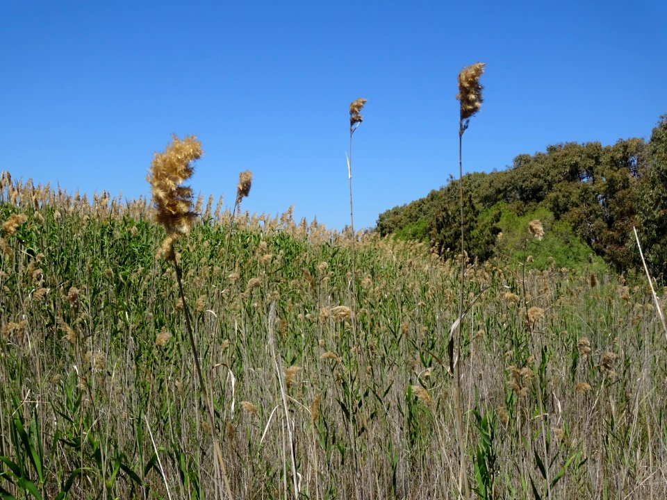 Des roseaux ou cannes de provence, Arundo donax, Poacées, … 