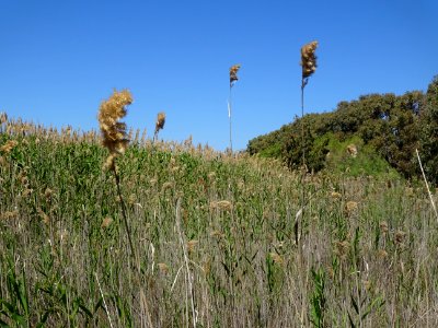 Des roseaux ou cannes de provence, Arundo donax, Poacées, … 