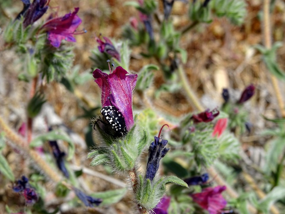 Vipérine blanchâtre, Echium albicans, Boraginacées 