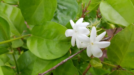 White flowers small white flowers small flowers