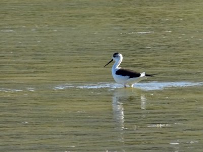 L' Échasse blanche, Himantopus himantopus, Récurvirostridé… 
