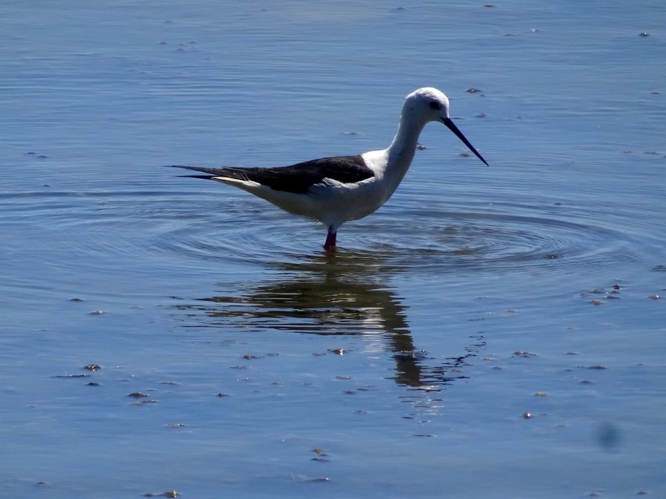 L' Échasse blanche, Himantopus himantopus, Récurvirostridé… 