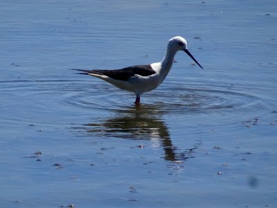 L' Échasse blanche, Himantopus himantopus, Récurvirostridé… 