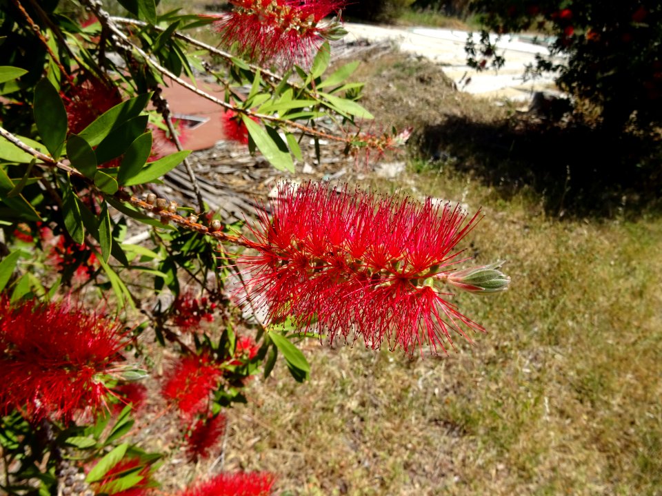 Callistemon ou Rince-bouteille, Callistemon citrinus, Myrt… 