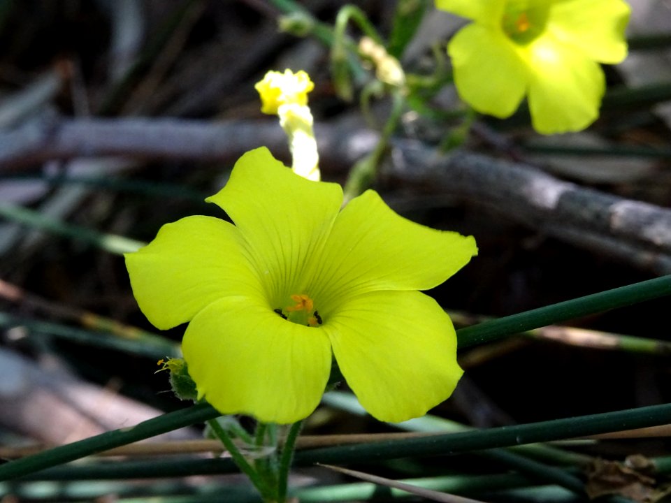 Oxalis pied de chèvre, Oxalis pes-caprae, Oxalidacées 