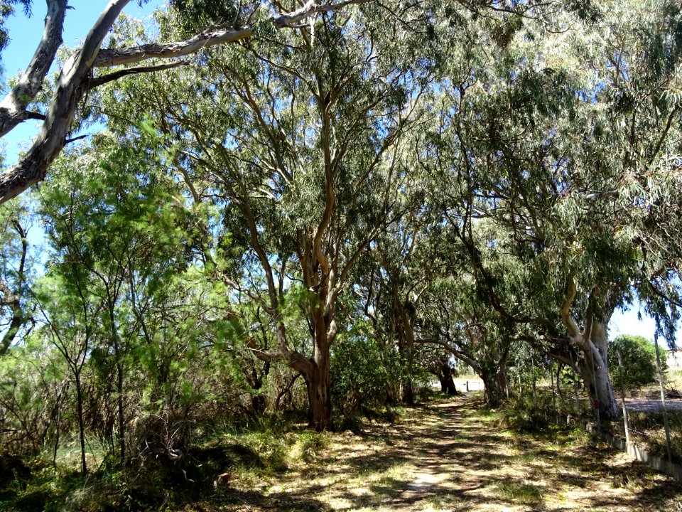 Eucalyptus, Myrtacées 