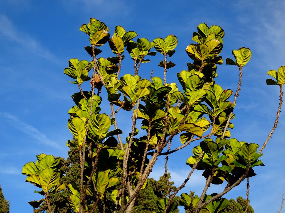 Figuier-lyre, Ficus lyrata, Moracées. Originaire de l'Afri… 