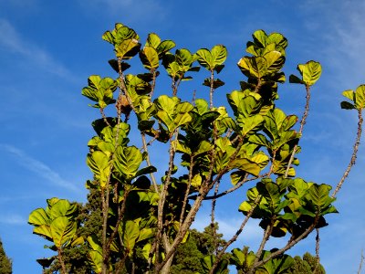 Figuier-lyre, Ficus lyrata, Moracées. Originaire de l'Afri… 