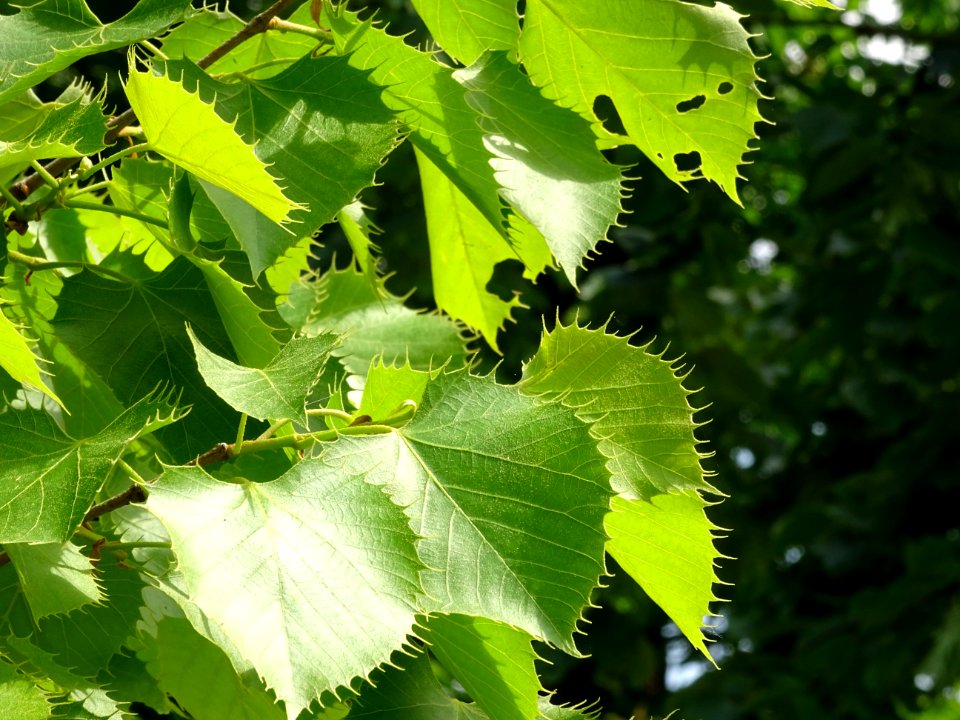 Feuilles du Tilleul de Henry, Tilia henryana, Tiliacées 